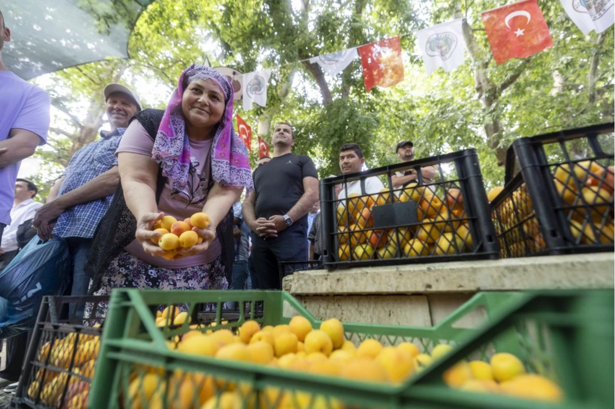 Kayısı Festivali